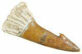 Fossil Sawfish (Onchopristis) Rostral Barb - Morocco #356457-1